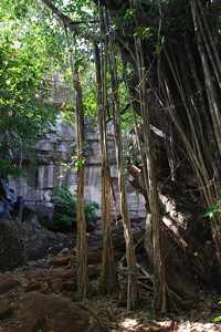 Baoyan fig